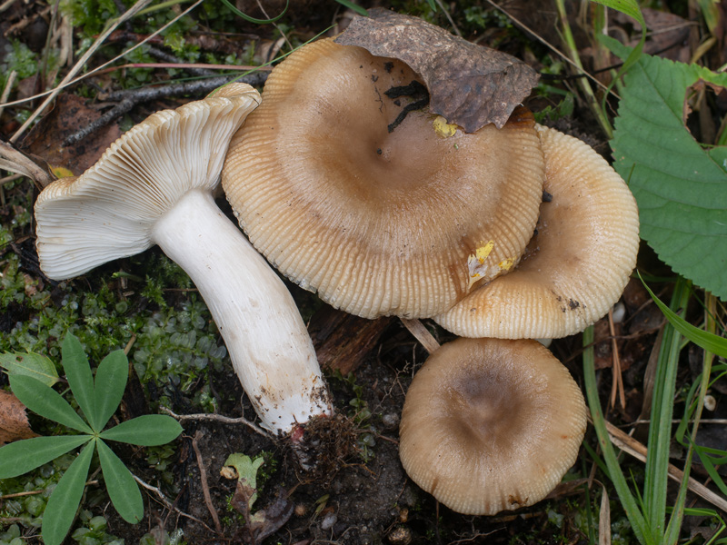 Russula recondita Russula recondita